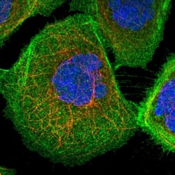 PHACTR4 Antibody, Novus Biologicals 25 &mu;L; Unlabeled:Antibodies, Polyclonal